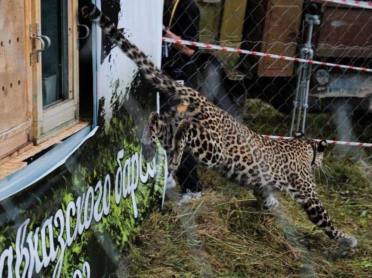 В Северной Осетии браконьеры убили выпущенного в 2022 году в дикую природу леопарда Лео