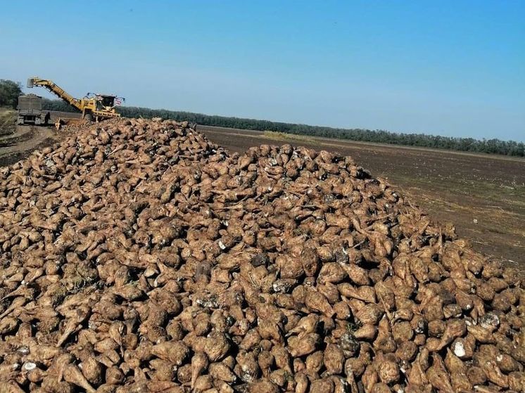 Аграрии Ставрополья собрали свыше миллиона тонн сахарной свеклы