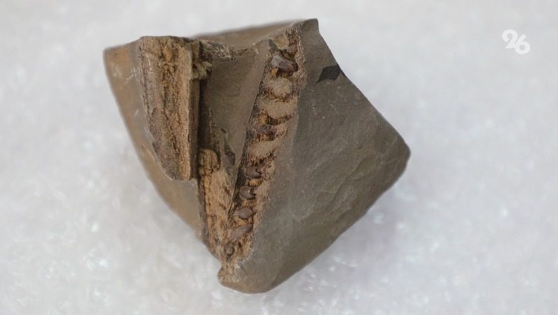 «Приплыл» из миоцена: чем уникален древний дельфин, найденный ставропольскими кадетами