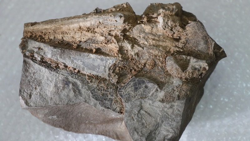«Приплыл» из миоцена: чем уникален древний дельфин, найденный ставропольскими кадетами