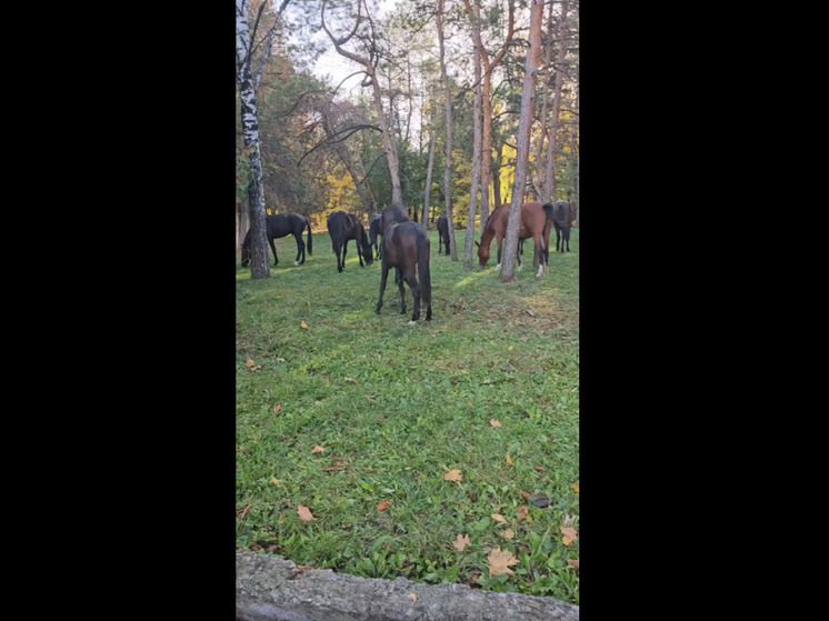 В центре Кисловодска снова замечено стало лошадей