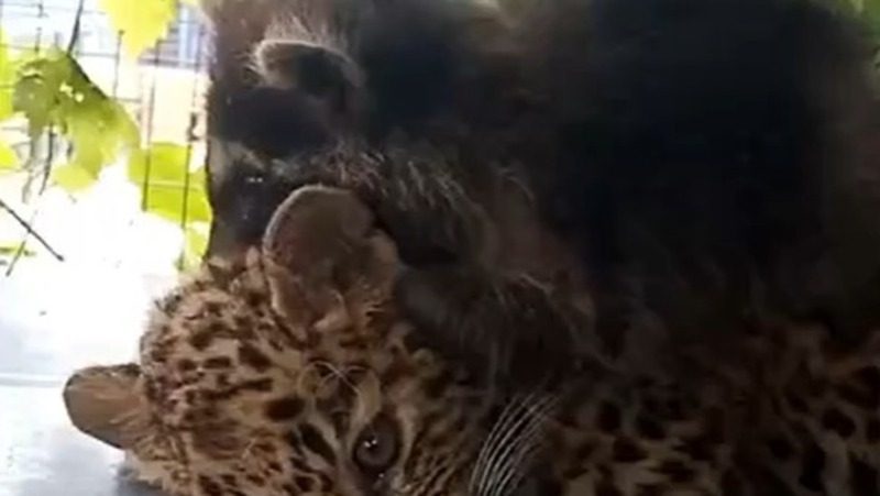 Маленькие енот и леопард подружились в зоопарке Ставрополя