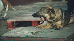 На Ставрополье ищут стрессоустойчивых сотрудников, а свора собак терроризирует людей1