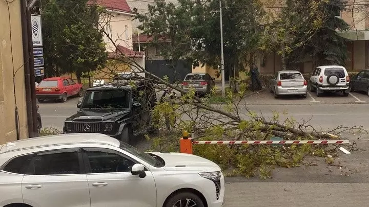 Сильный ветер сносит деревья на Ставрополье2