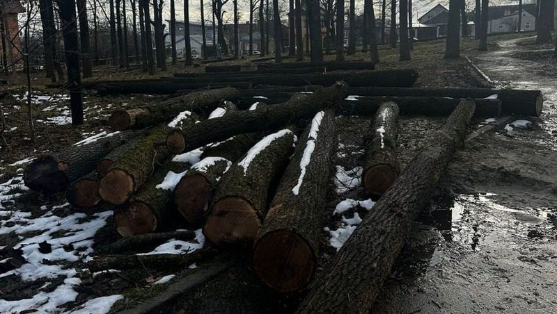 Администрация Ставрополя опровергла информацию о постройке МКД на месте спиленных деревьев в дубовой роще