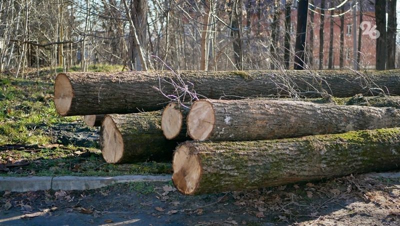 Геолог оценил риск возникновения оползней из-за вырубки «Дубовой рощи» в Ставрополе