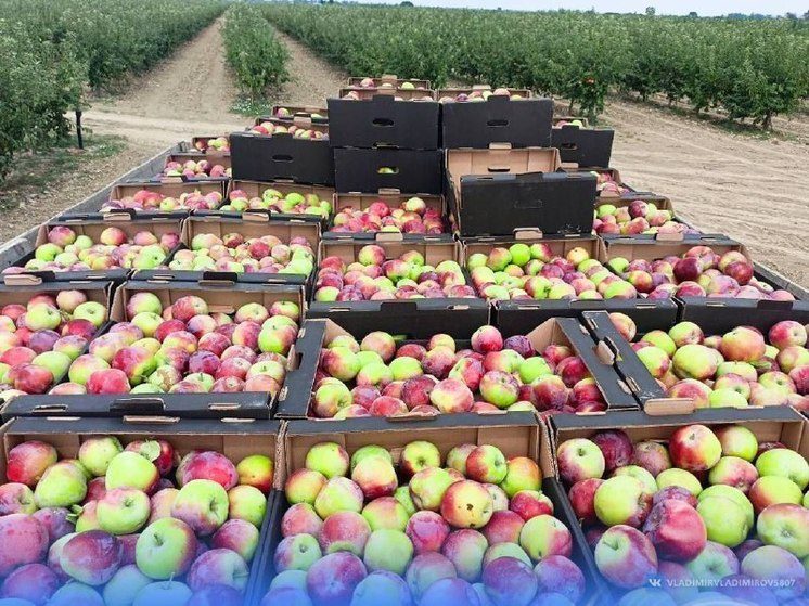 Глава Ставрополья: садоводы собрали 75 тысяч тонн яблок в этом году