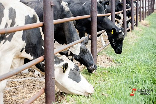 Мэр Кисловодска о съевших газон коровах: «Неуважаемые собственники скота – не стыдно?»