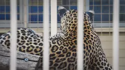 Можно ли держать хищника дома: на Ставрополье проверят хозяина сбежавшего леопарда0