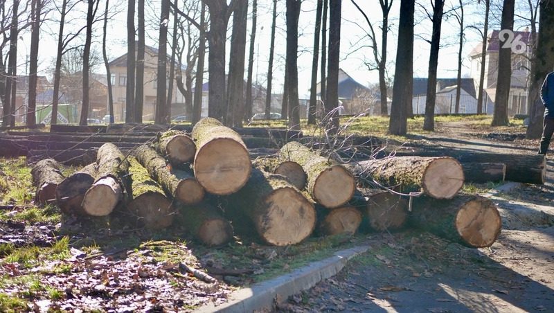 Прокуратура внесла представление мэру Ставрополя из-за вырубки деревьев в дубовой роще