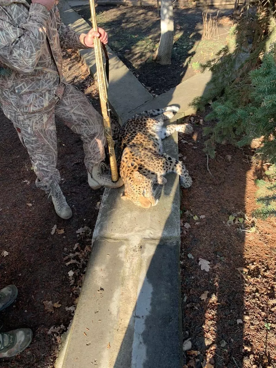 Разрешили застрелить: появились новые подробности о сбежавшем леопарде на Ставрополье1