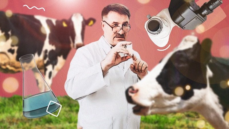 Совершенные коровы: как учёные будут развивать «молочный» потенциал Ставрополья