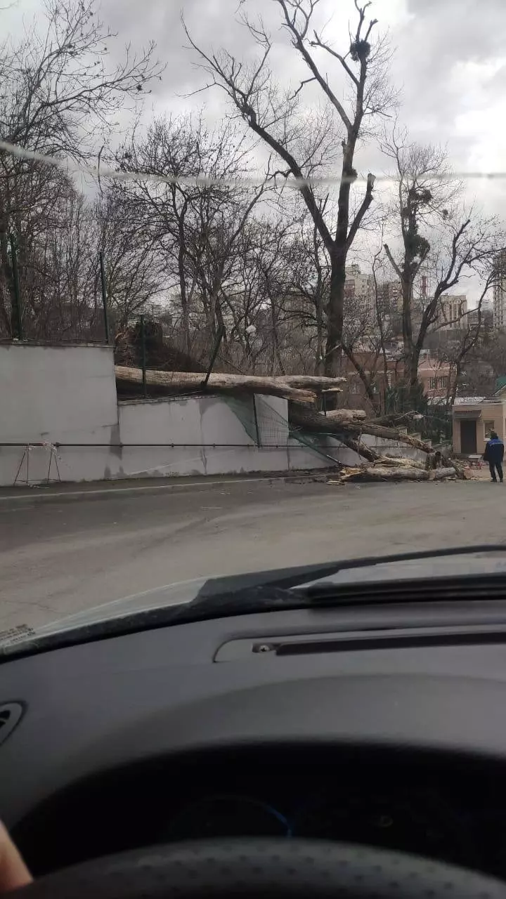 Еще один случай с падением дерева произошел в переулке Крупской.