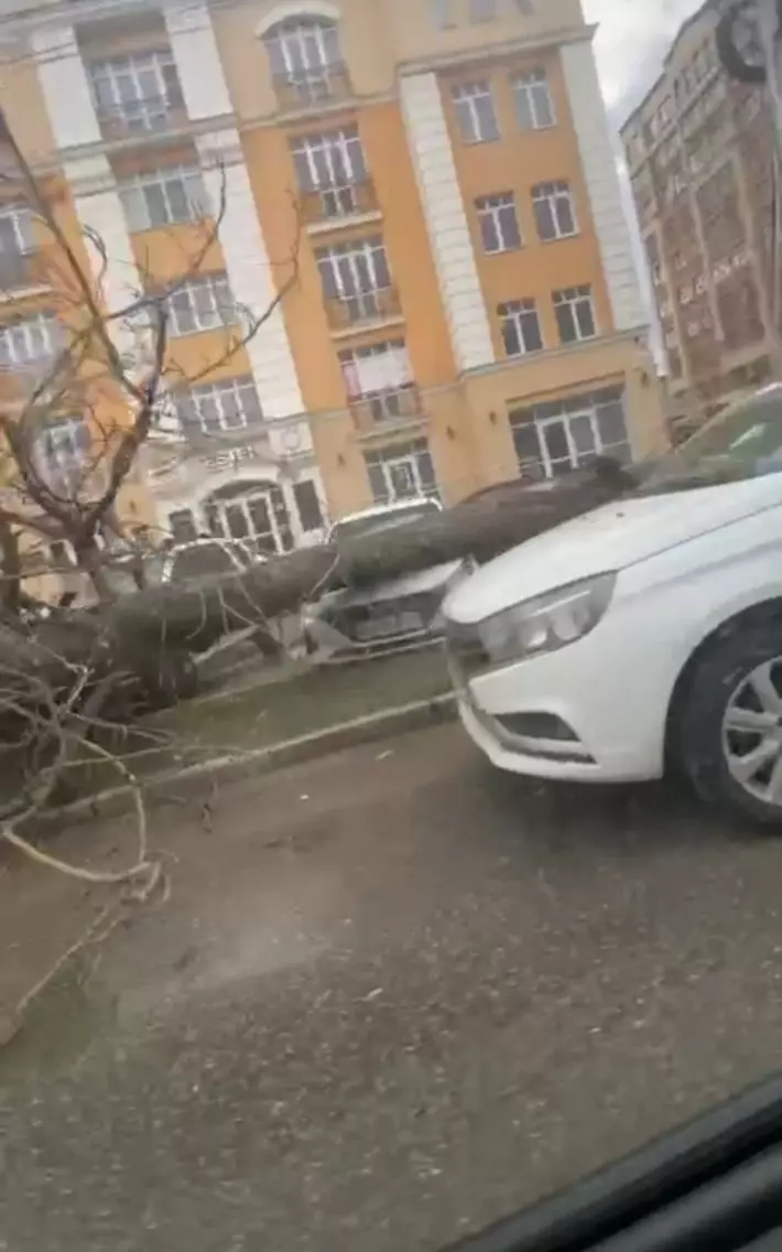 Так, например, на улице Дзержинского дерево упало на автомобиль