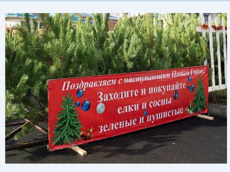 В Ставрополе 15 декабря откроют елочные базары