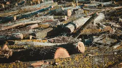 Власти Ставрополя приостановили вырубку деревьев в Дубовой роще после скандала0
