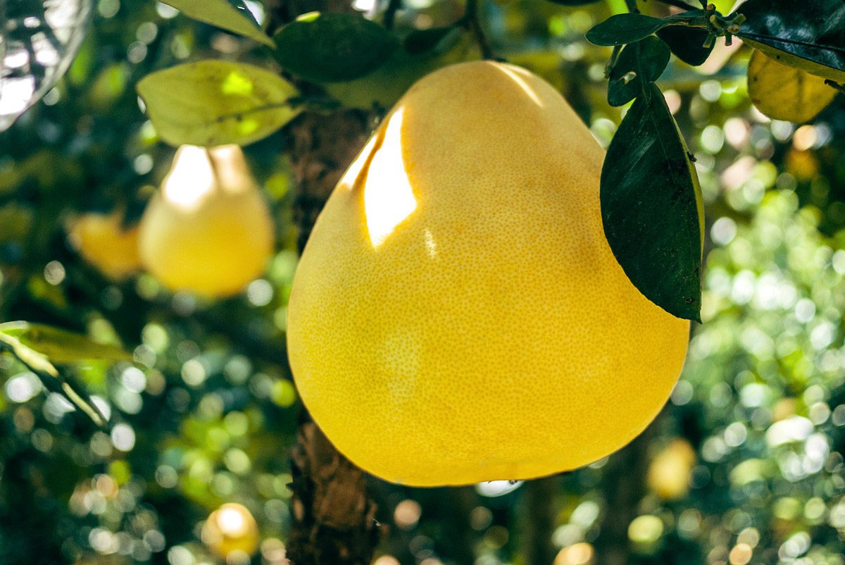 Выяснили, чем помело полезнее апельсина, мандарина и лимона8