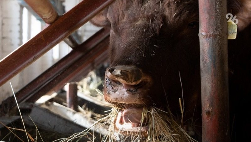 Аграрии Ставрополья заготовили более 10 тыс. тонн кормов для зимовки скота