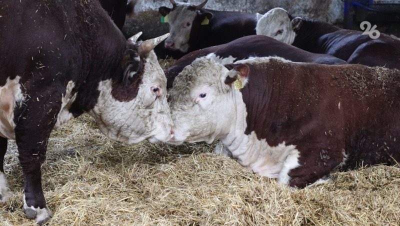 Цех переработки молочной продукции запустят в Андроповском округе в январе