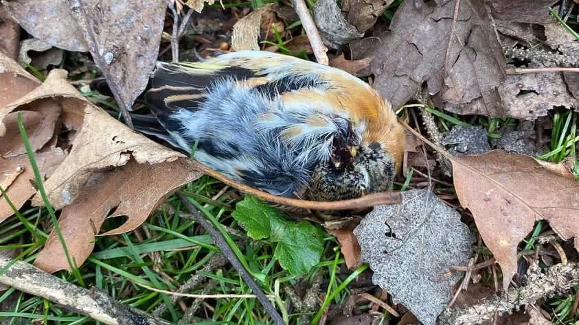 «Фейрверки для них стресс»: жители заявили о массовой гибели птиц в Северной Осетии4