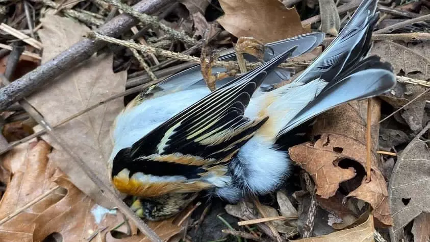 «Фейрверки для них стресс»: жители заявили о массовой гибели птиц в Северной Осетии0