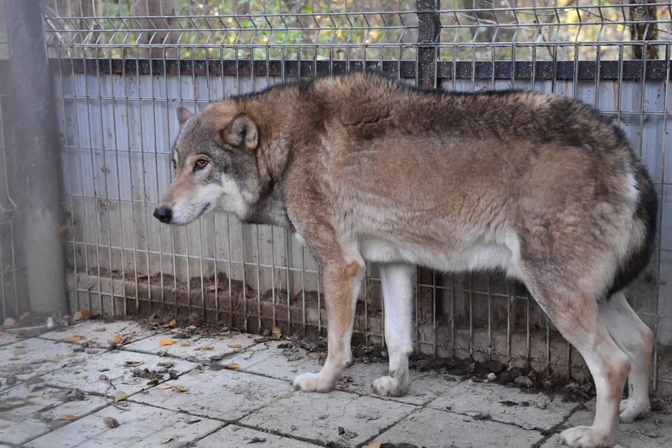 Фейк о нападении волков на агронома опровергли на Ставрополье