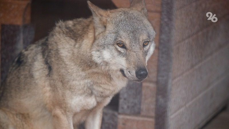 Информацию о волках-людоедах опровергли в Будённовском округе