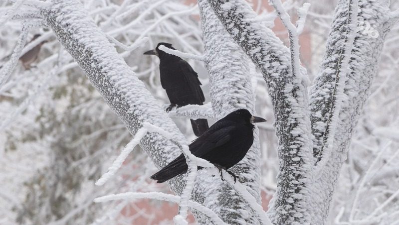 Температурные качели придут на Ставрополье в конце января