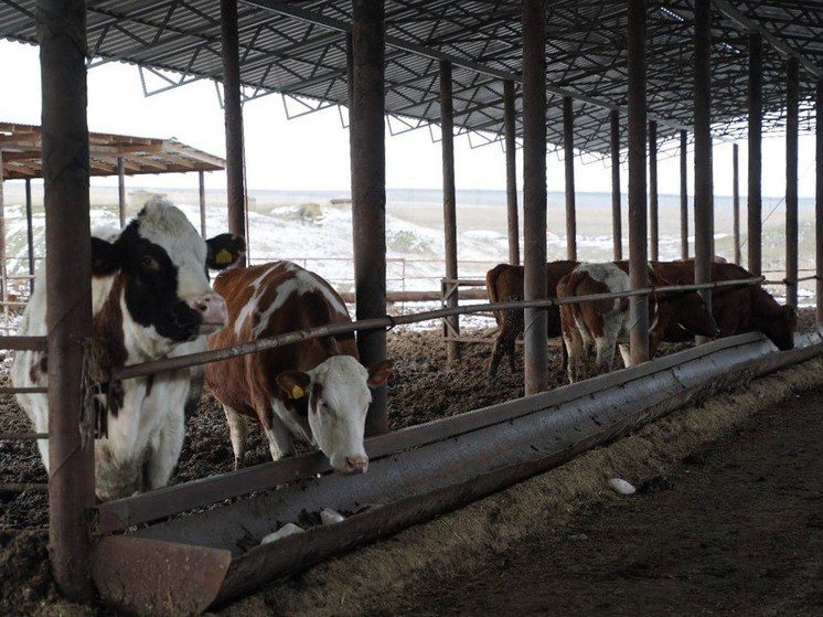 В Андроповском округе Ставрополья для скота заготовили 110% кормов