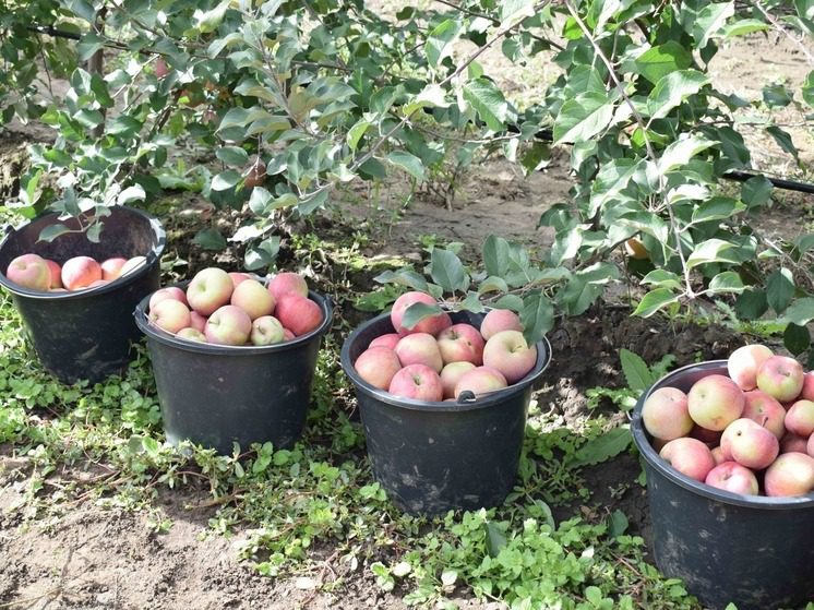 Более 75 тысяч тонн яблок собрали на Ставрополье в прошлом году