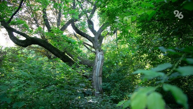 Лесную амнистию проводят на Ставрополье из-за ошибок межевания в 90-х