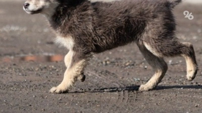 Мэрия Кисловодска выплатит 20 тыс. рублей мальчику, покусанному собакой