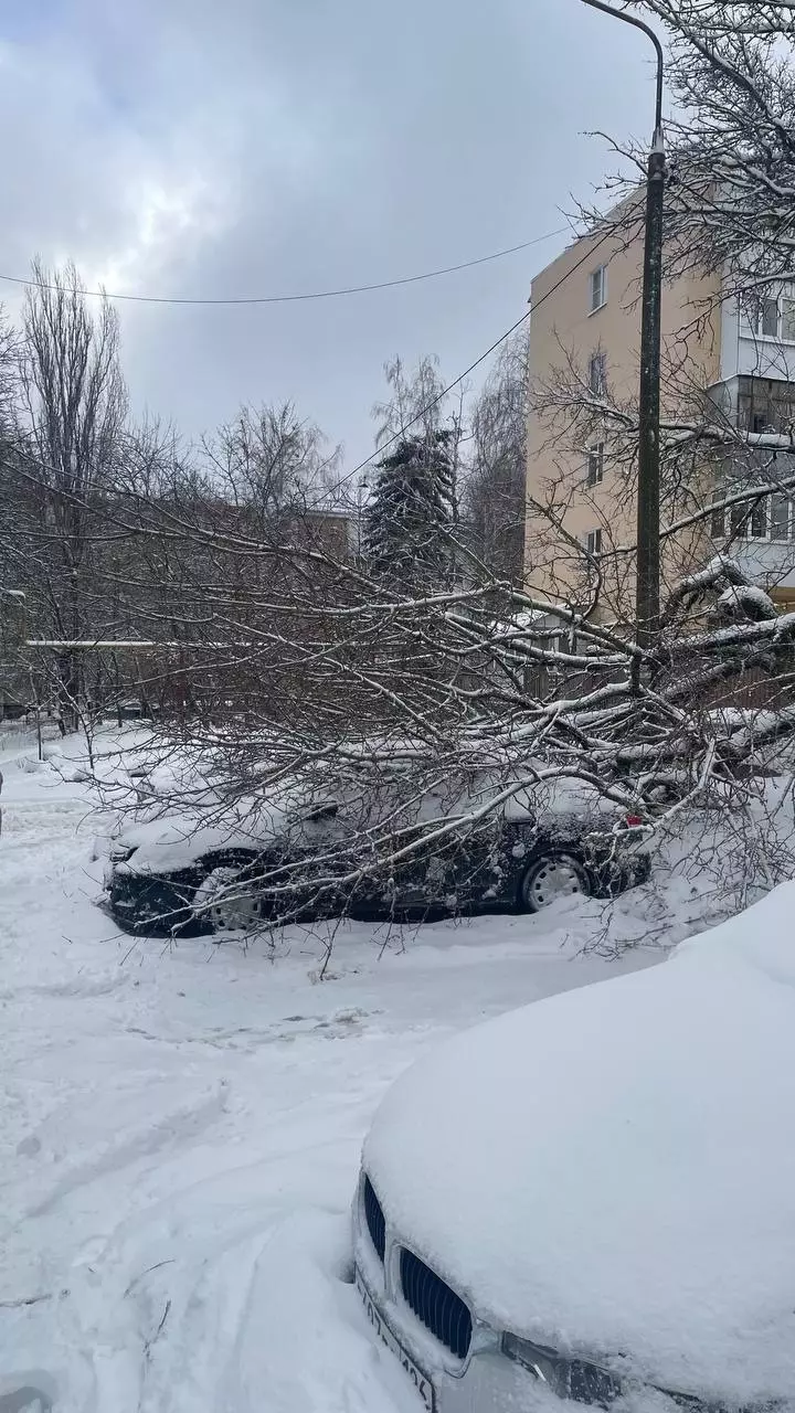 Кружат деревья ветряные потоки и в Ставрополе. С ночи диспетчерам поступило 18 заявок о падении веток.