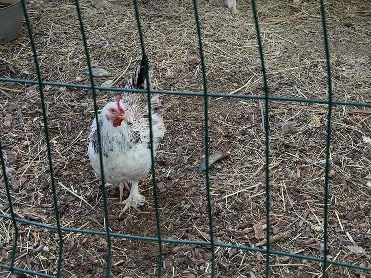 На Ставрополье вакцинируют поголовье птиц на предприятиях и в личных хозяйствах