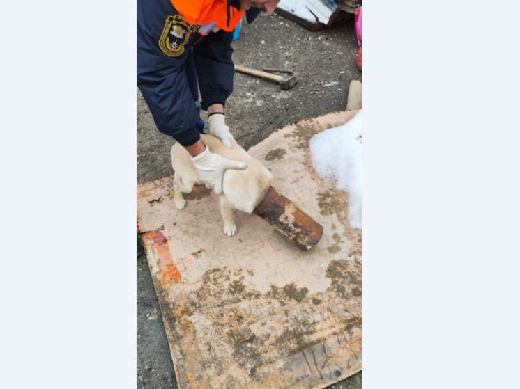 Ставропольские спасатели помогли собаке, застрявшей головой в трубе