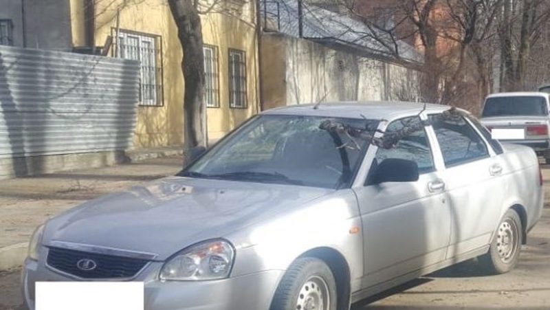 Ветка упала с сухого дерева на движущееся авто в Кисловодске