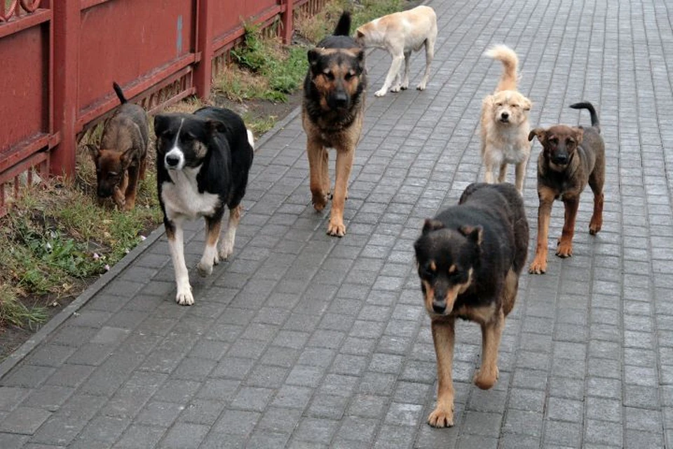 Бродячие собаки напали на детей возле школы в Осетии0