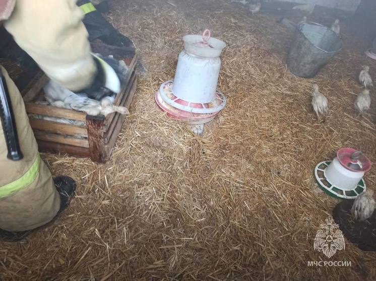 В Северной Осетии пожарные спасли из огня 120 цыплят