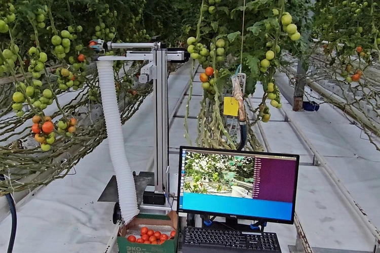 В СКФУ рассказали подробности о представленном президенту РФ роботе для сборки урожая в теплицах1