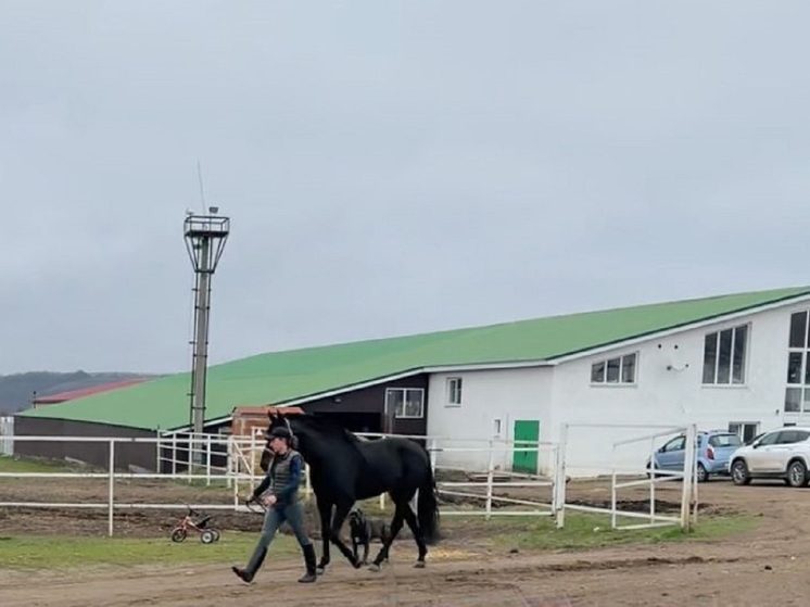 В Железноводске приступили к ремонту конноспортивной школы