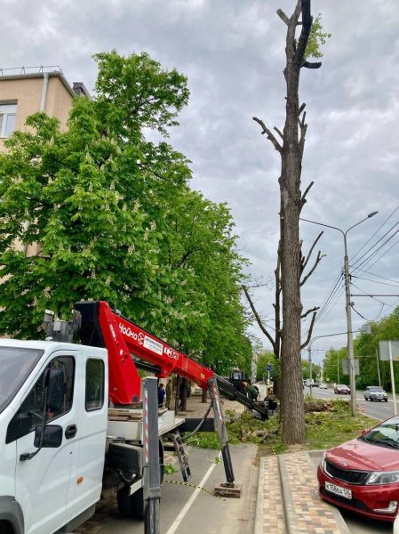 Аварийное дерево спиливают на улице Ленина в Ставрополе