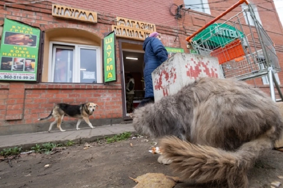 На Ставрополье введен порядок выявления агрессии у бездомных собак0