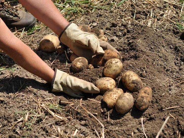 На Ставрополье высадили более 60% картофеля