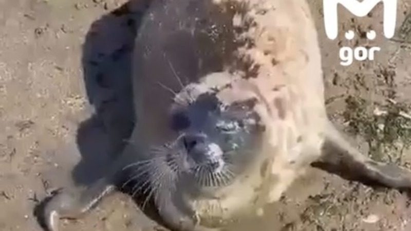 Раненого тюленёнка нашли на пляже в Махачкале
