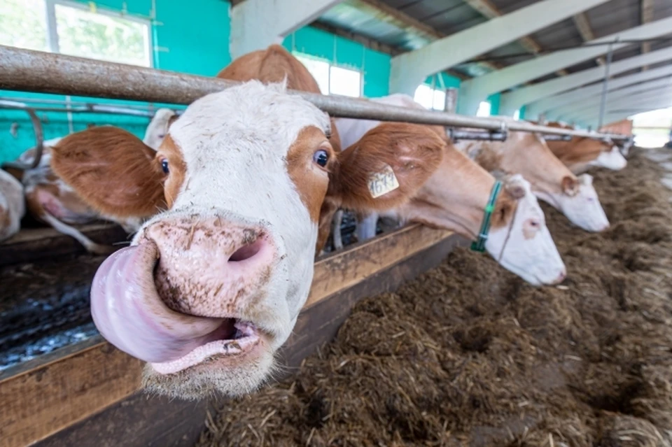 Сторож музея потерял 1,6 млн во Владикавказе при покупке коров на маркетплейсе0