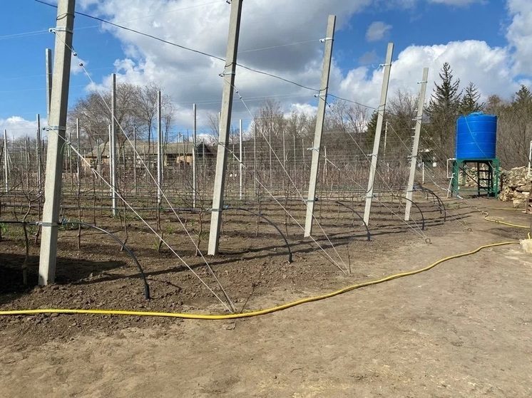 В Петровском округе высадят 11,5 тысячи яблонь