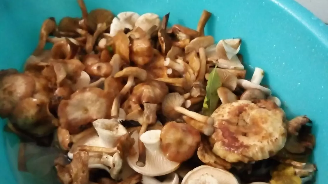 Собранные Сергеем грибы в Мамайском лесу