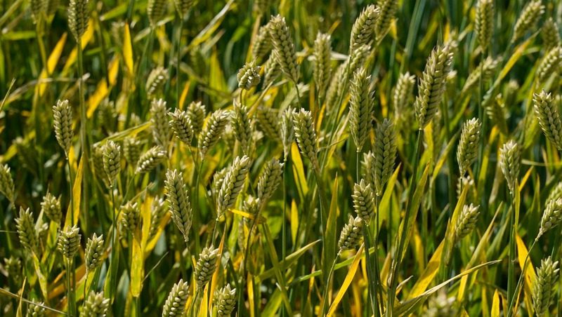 Губернатор Ставрополья осмотрел посевы опытных образцов пшеницы
