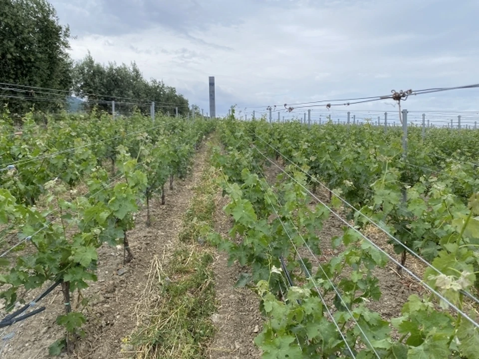 На Ставрополье заложат около 200 гектаров виноградников0