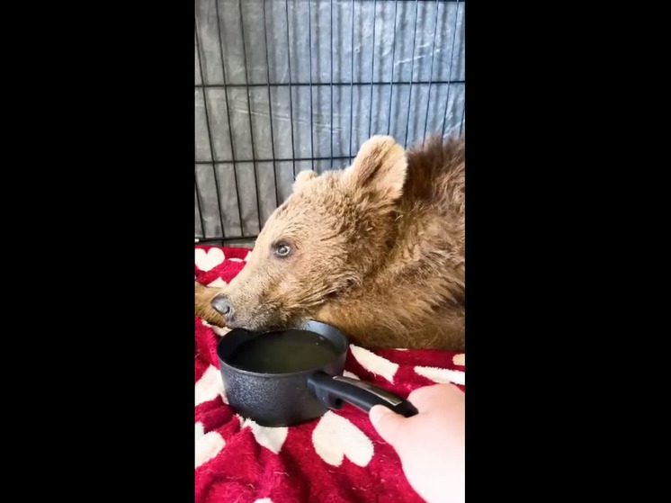 Раненого медвежонка из Северной Осетии прооперируют в Москве